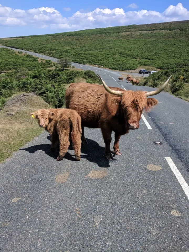 Meet the locals over Dartmoor on Land's End to John O'Groats.